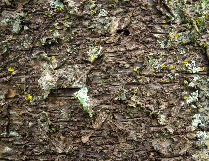 View Of Tree Bark Texture And Background. Use For Nature Concept