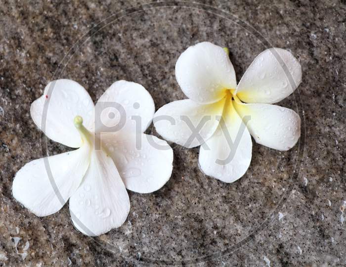 Beautiful plumeria or frangipaniu flower on granite