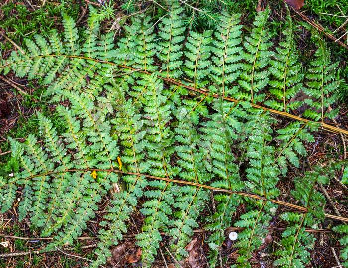 Detailed close up view on green fern leaves in a forest