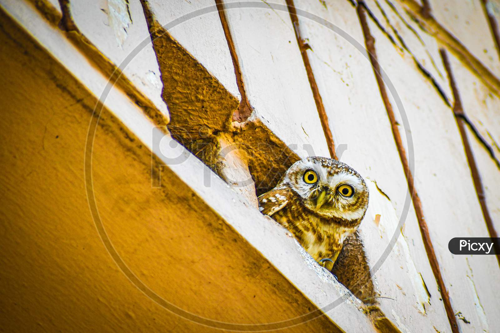 An owl looking into the camera