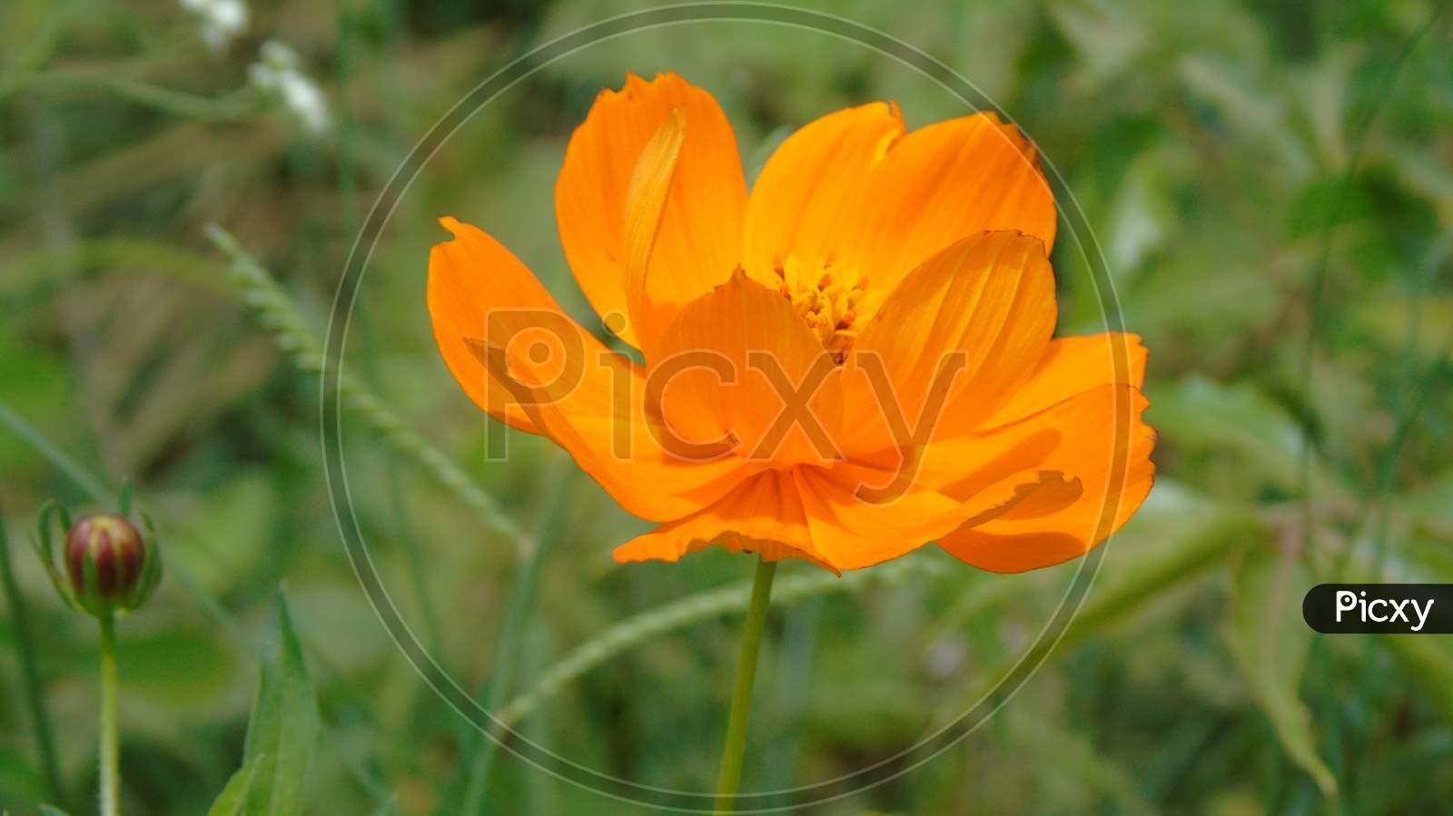 cute orange color flower