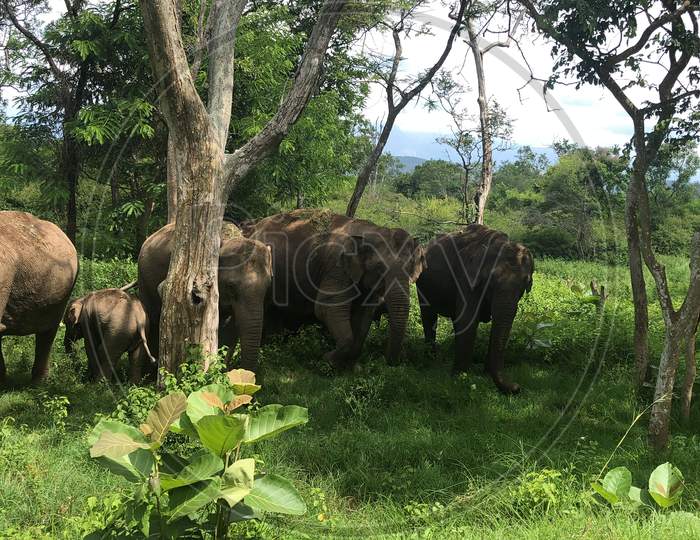 Elephant view in mudumalai