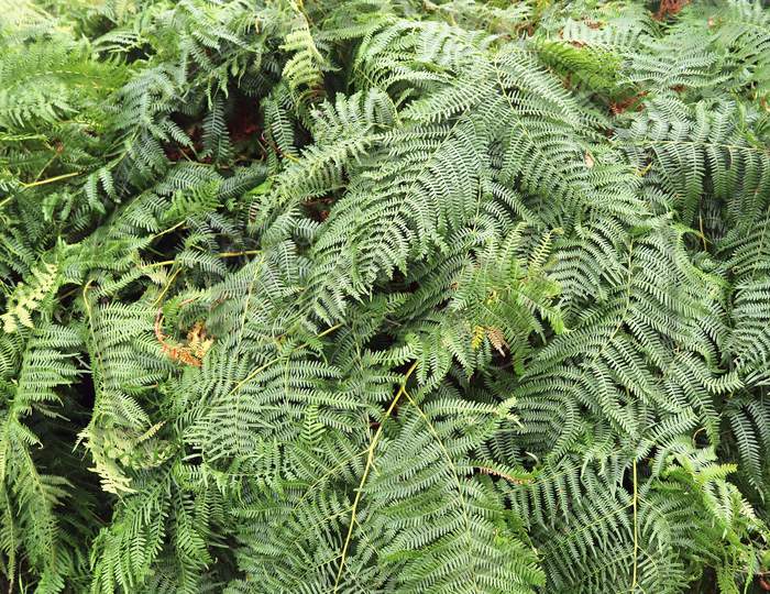 Detailed Close Up View On Green Fern Leaves On A Forest Ground