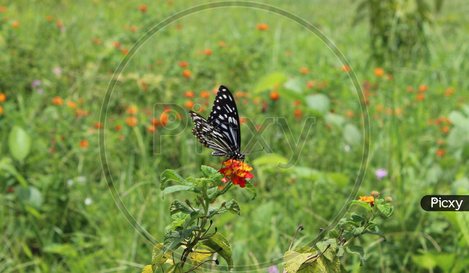 a butterfly pollinating a wild orange colored flower with a blurred green background