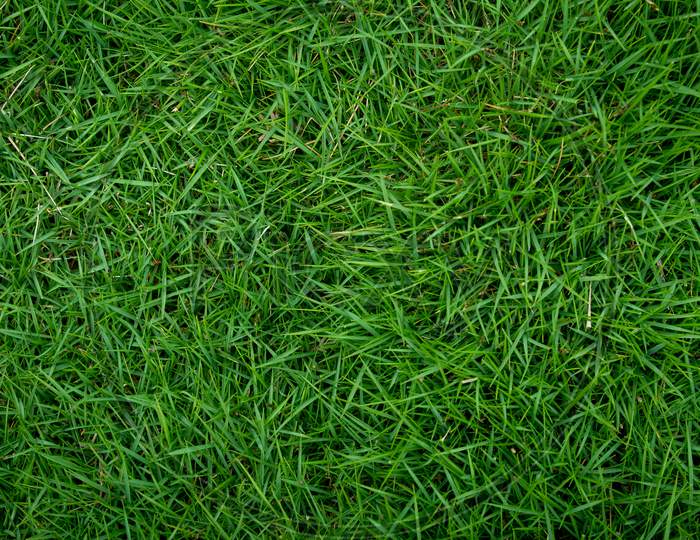 Top View Of Nature Green Grass Background. Garden Grass Texture.