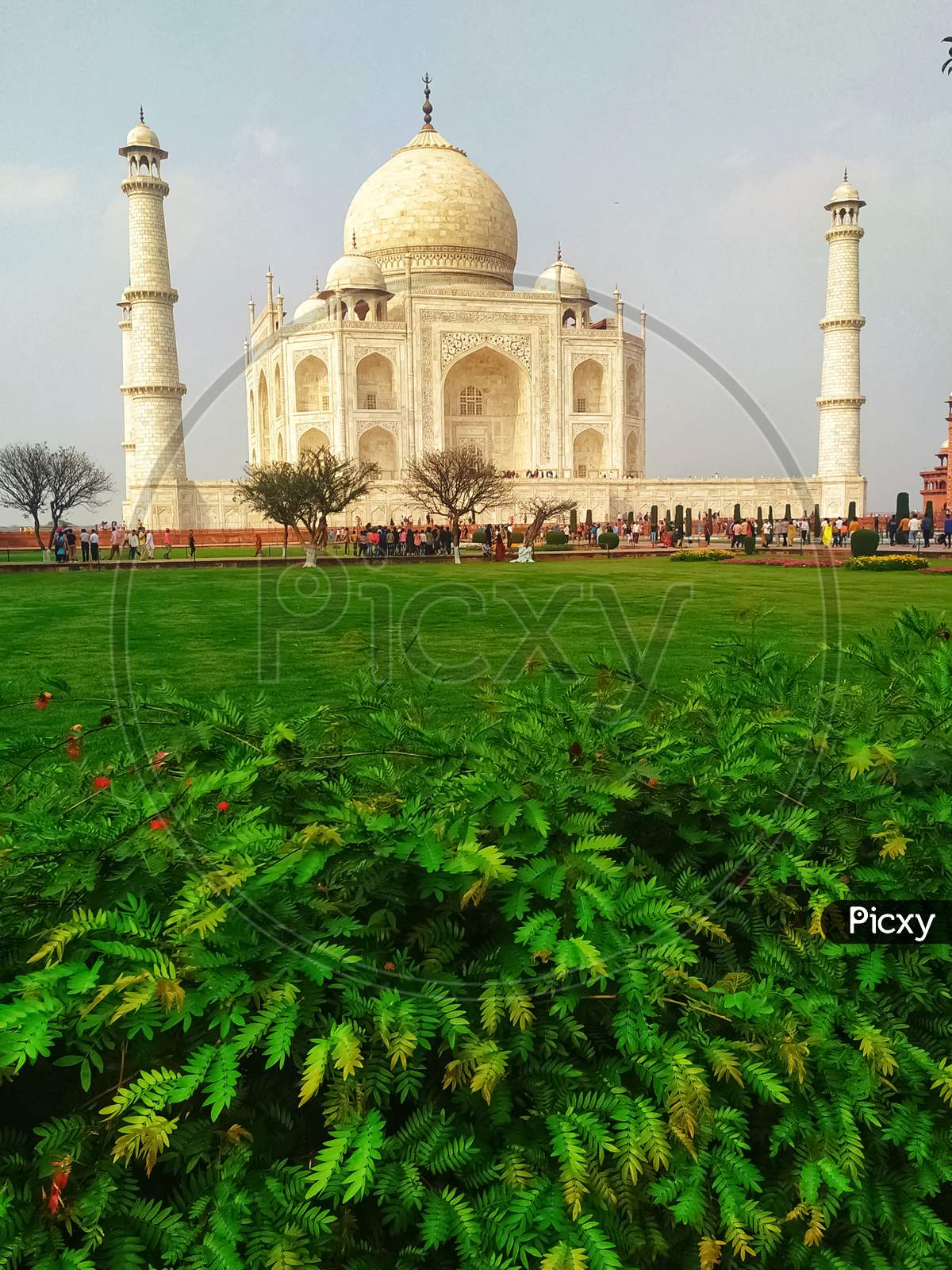 The beautiful view of Taj Mahal with green leafs of plant and greenish grass of Taj Mahal garden.