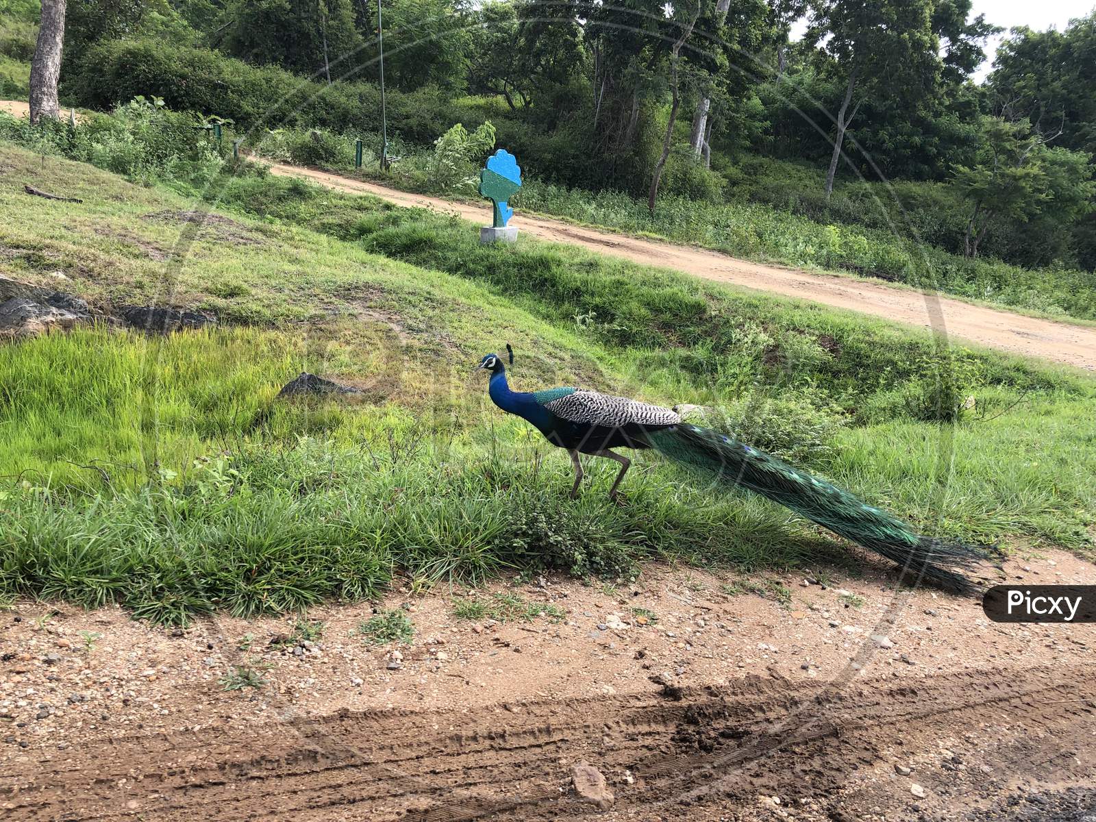 Wildlife picture peacock