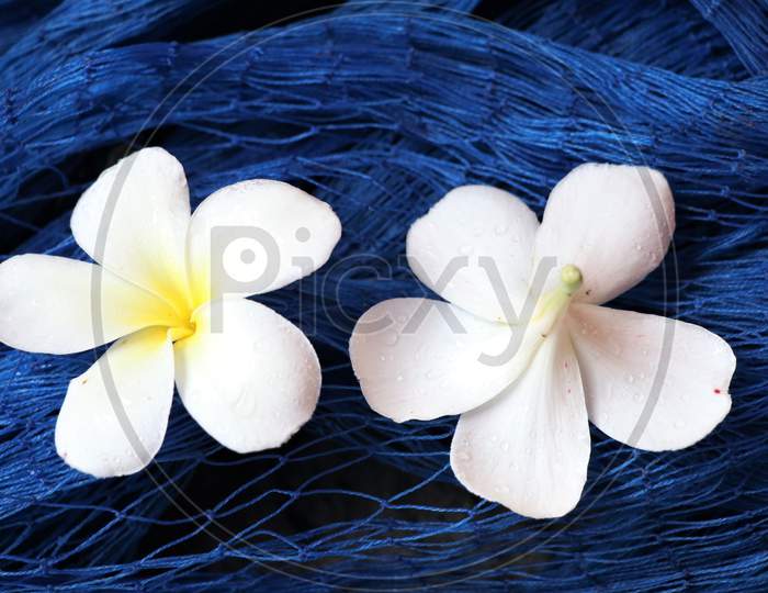 Beautiful plumeria or frangipani flower on blue nylon  net