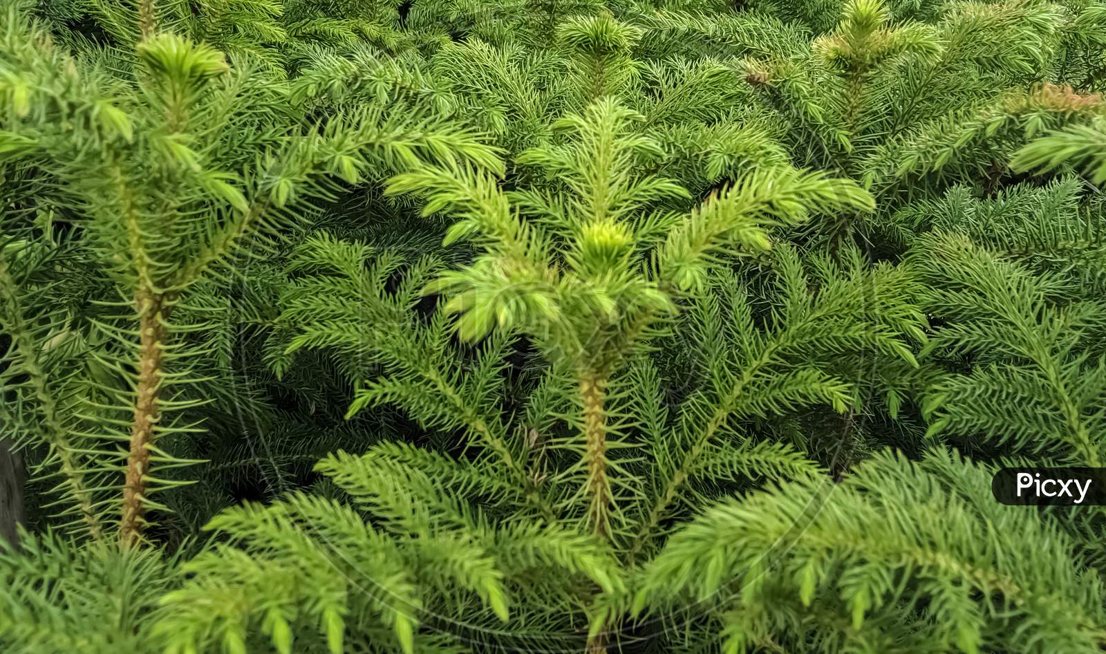 Norfolk island pine plant
