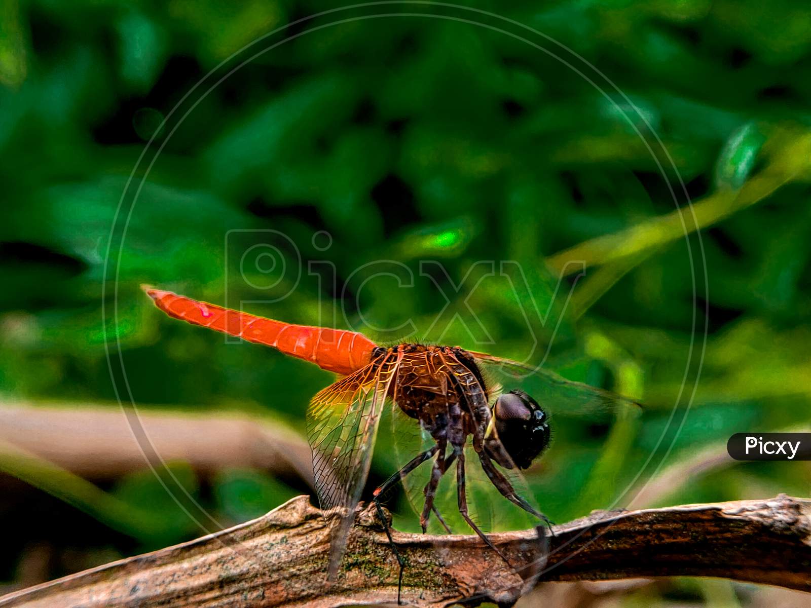 Closeup look of a beautiful red dragonfly