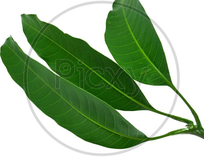 Mango Leaf Stock Photos. This Photo Is Taken I India By Vishal Singh