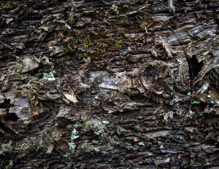 View Of Tree Bark Texture And Background. Use For Nature Concept