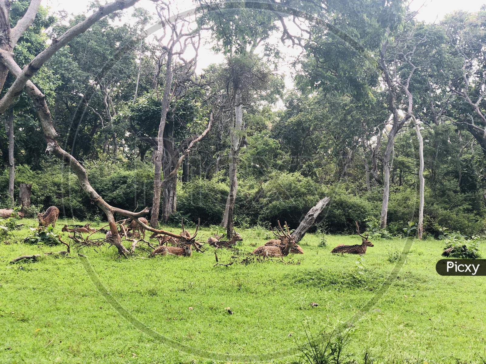 Deer resting in road view in mudumalai