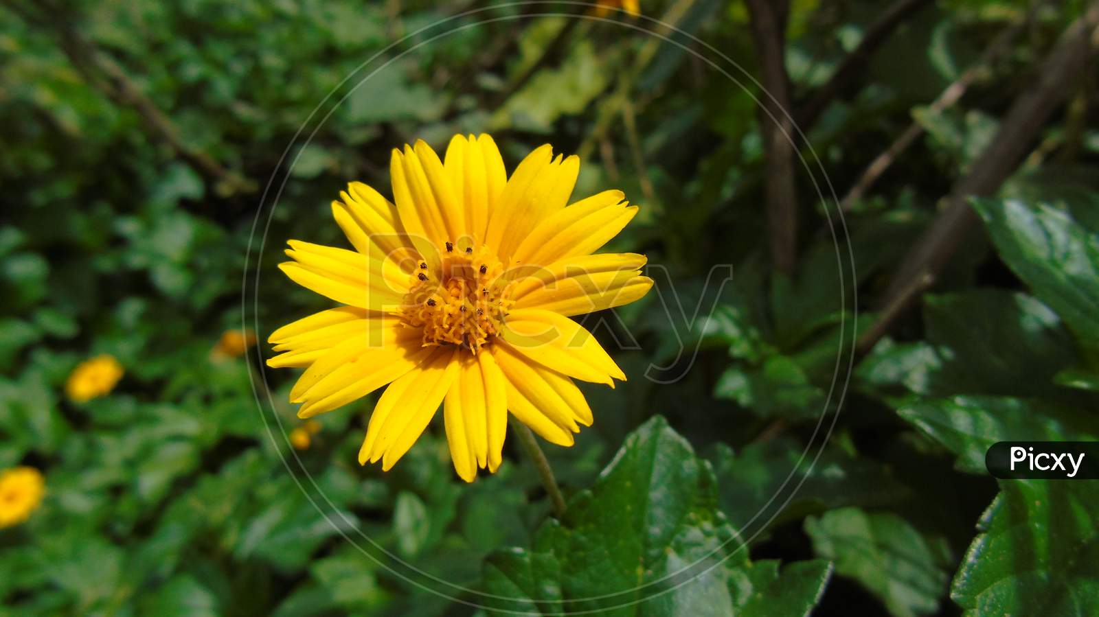 yellow flower in green plant