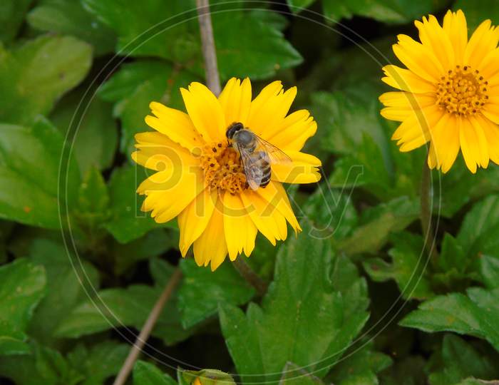 bee in cute yellow flowers in green plant