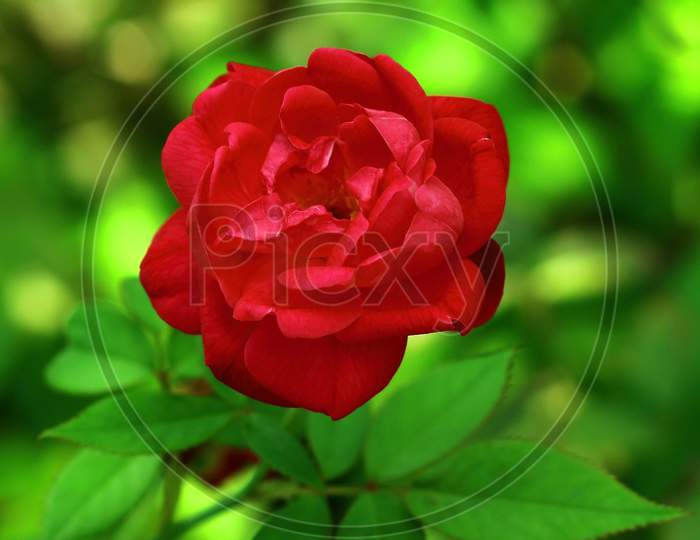 a beautiful red rose is blooming in my garden. A red rose is symbol of love.