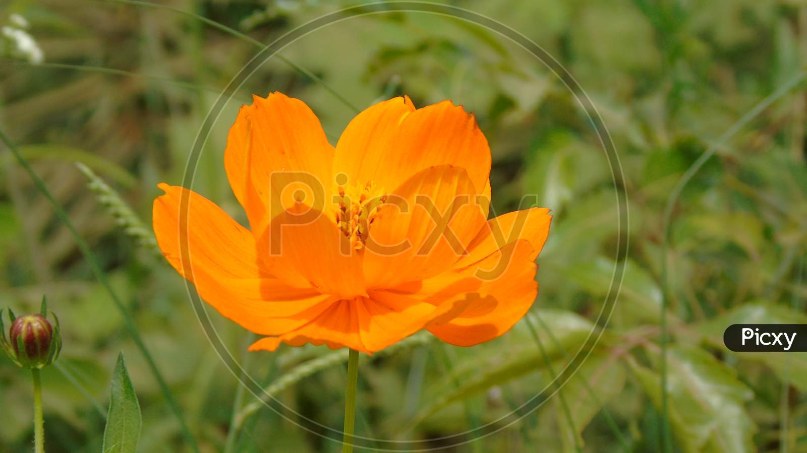 cute orange color flower