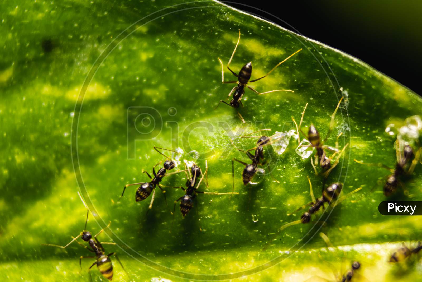 Group Of Small Black Ants Eating Sugar Bar On The Leafs With Selective Focus. Macro Close Up A Lot Of Black Ants On Leaves With Lighting.