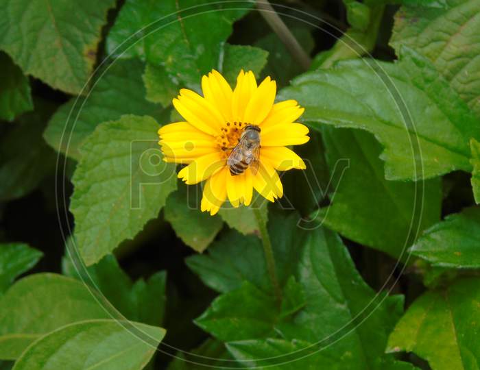 bee in cute yellow flowers in green plant