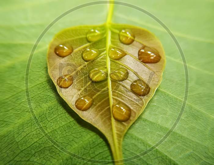 Drops Of Water On A Peepal Leaf On A Leaf Background