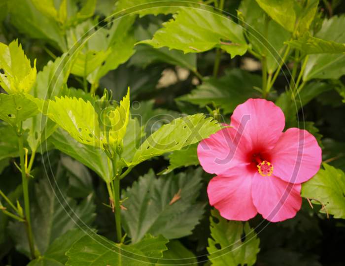 Beautiful Pink Color Flower In Natural Background