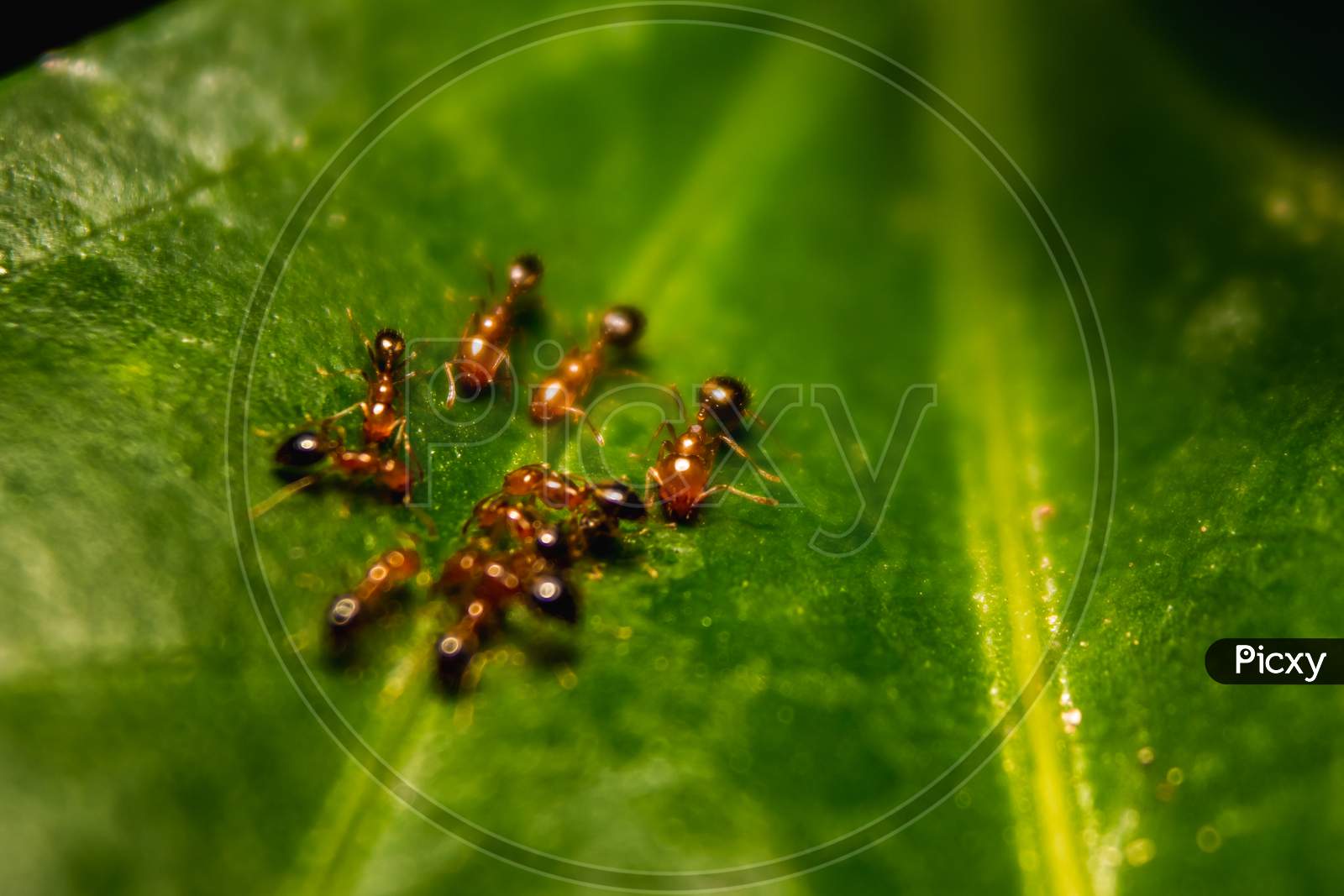 Group Of Small Red Ants / Fire Ants Eating On The Leafs With Selective Focus. Macro Close Up A Lot Of Fire Ant Or Red Ant On Leaves With Lighting.