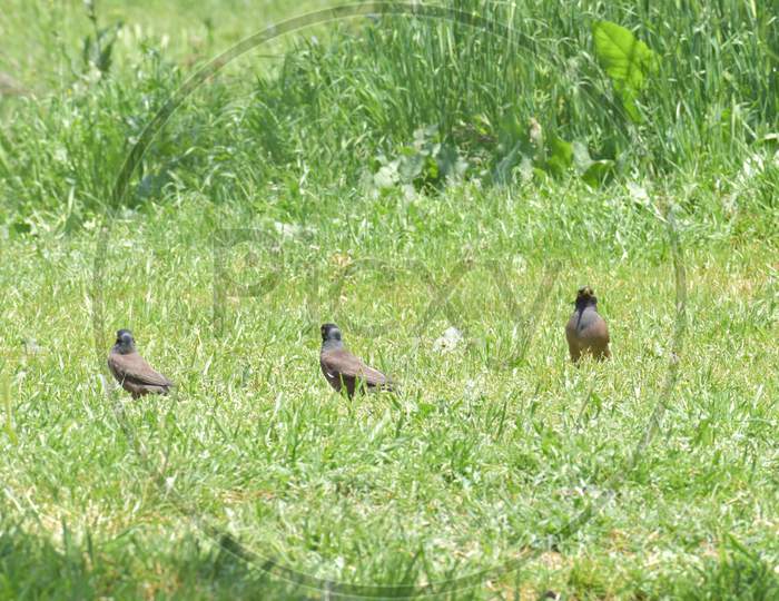 Birds sitting in the grass and looking for food, Srinagar, Jammu & Kashmir, india
