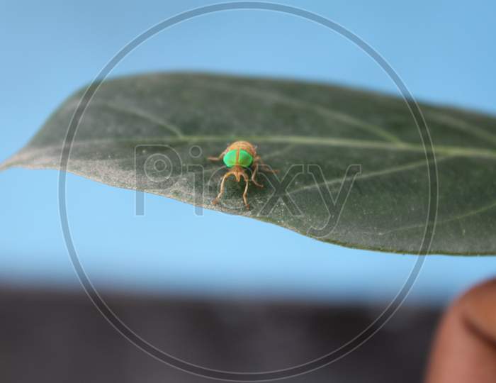 Hopper on the green tree leaf