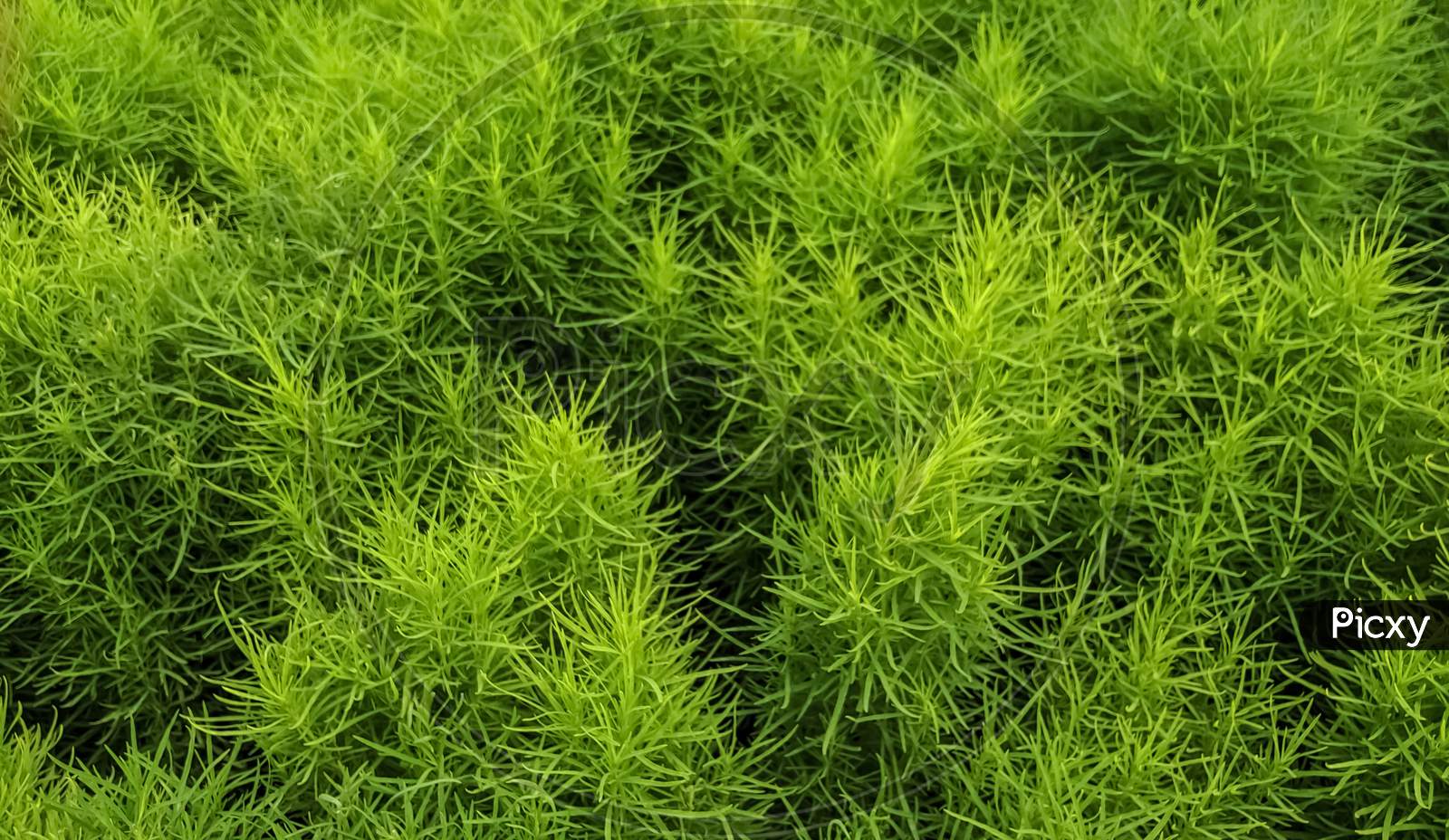 Bassia scoparia plants