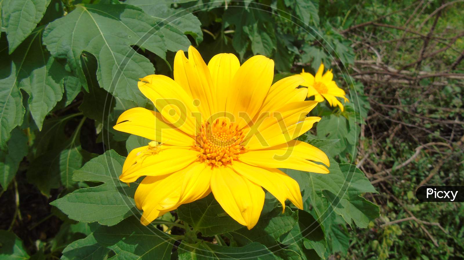 Cute yellow flower in green plant