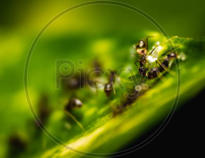 Group Of Small Black Ants Eating Sugar Bar On The Leafs With Selective Focus. Macro Close Up A Lot Of Black Ants On Leaves With Lighting.