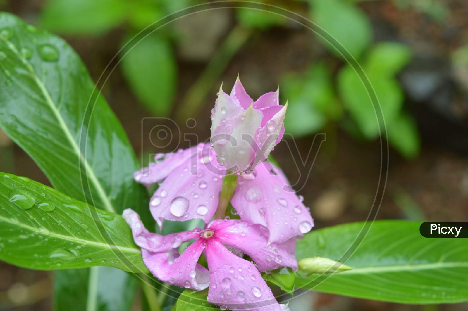 pink budding flower with water drops