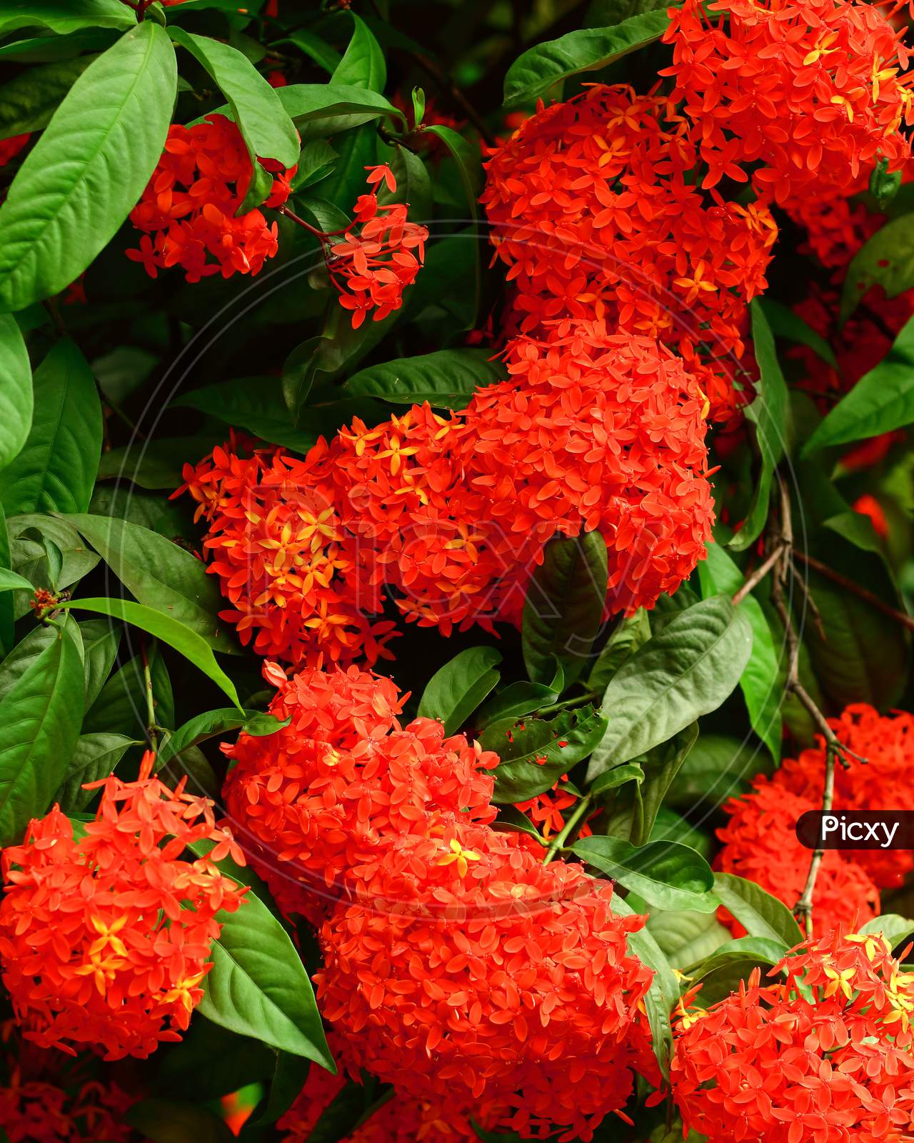 red Ixora coccinea flowers are  blooming in tree. Its looks amazing .