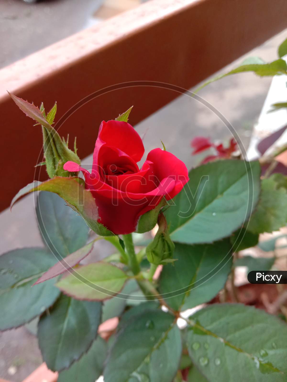 Very Beautiful red Rose