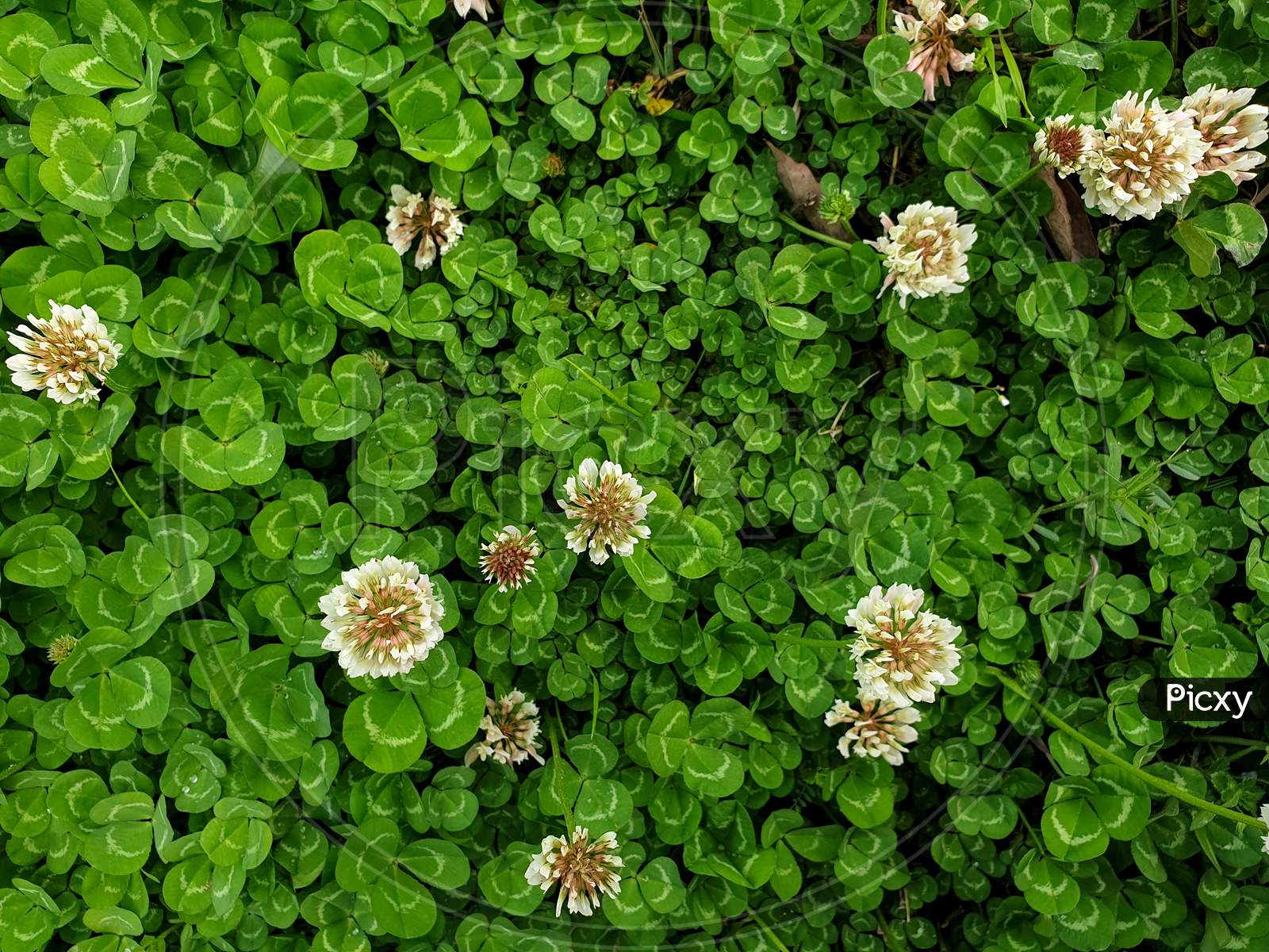 Photo of beautiful unique tiny white flowers with green leaves in the surface of earth in spring season in hilly area of North India