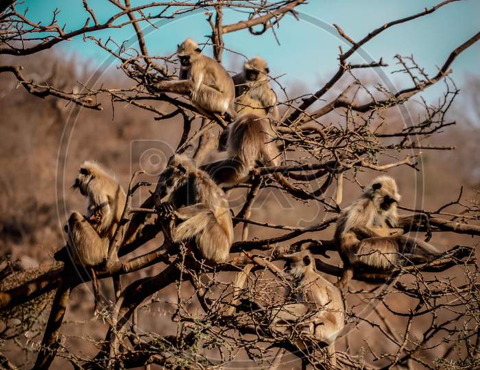 Groups of monkey