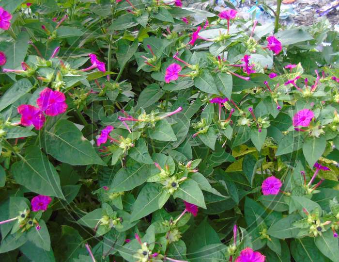 cute pink flower in green plant