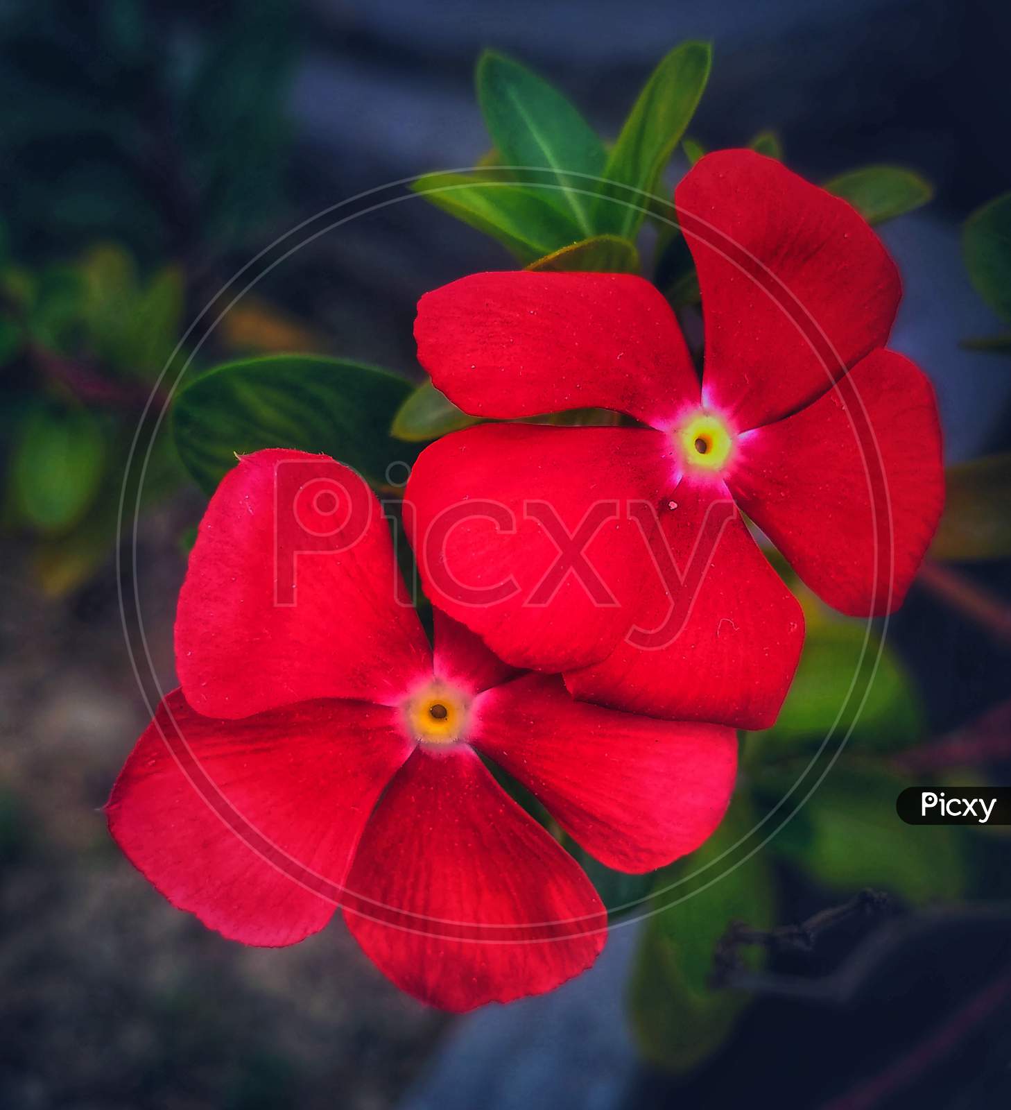 Periwinkle flower.
