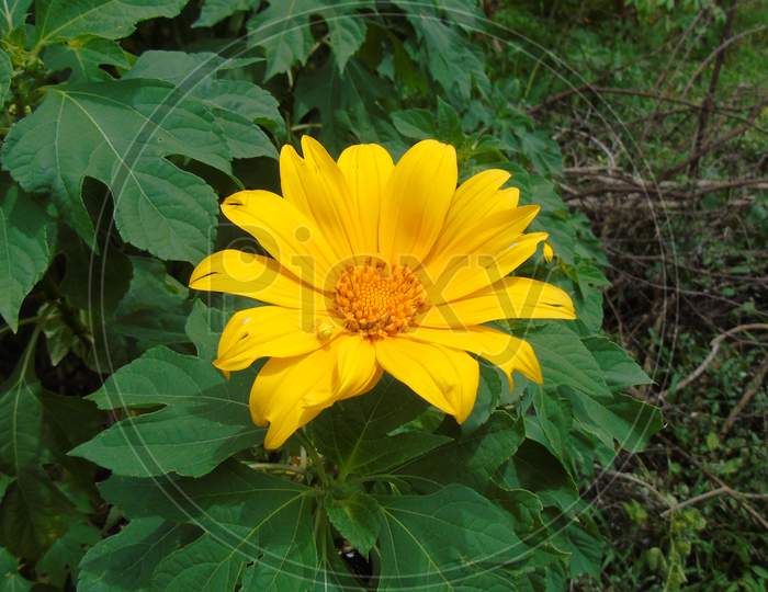 Cute yellow flower in green plant