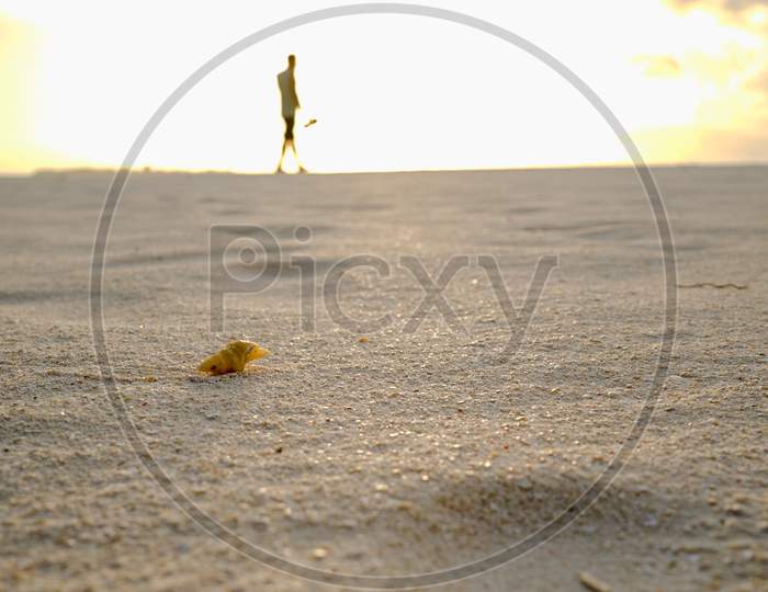 Sunset  foreground sea shell human background , golden hours