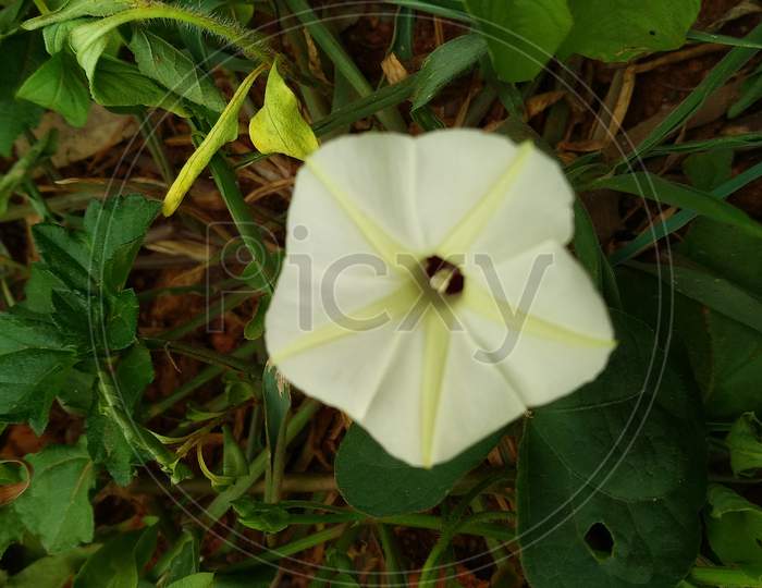 beautiful flower on green plant
