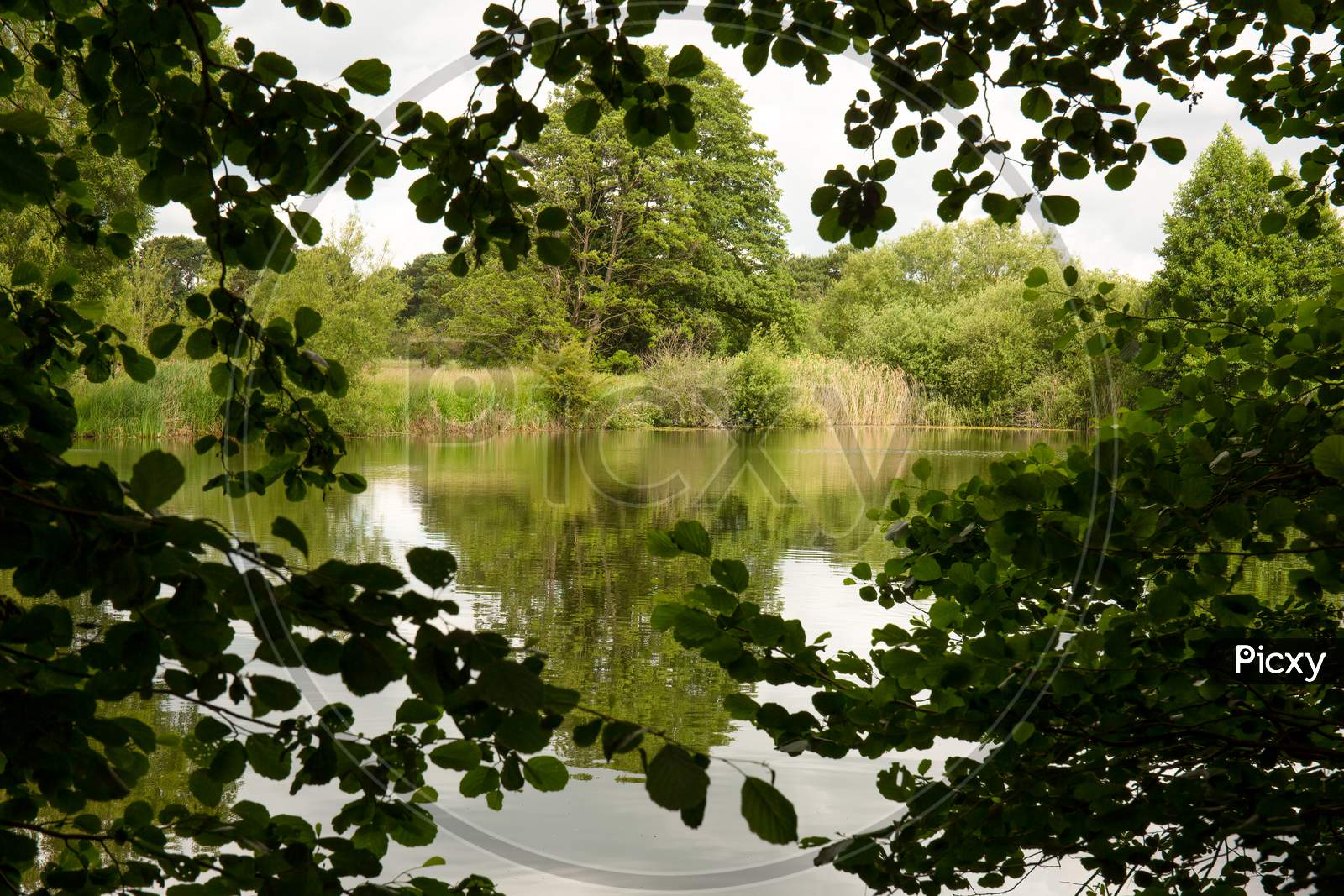 Lake Reflection Through Leaves - Spring, Summers Season In England. Concept Of Nature Hidden Delight