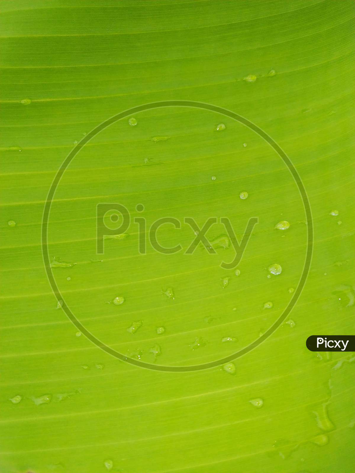 Banana Leaf And Great Green Background Stock Photos. This Photo Is Taken In India.