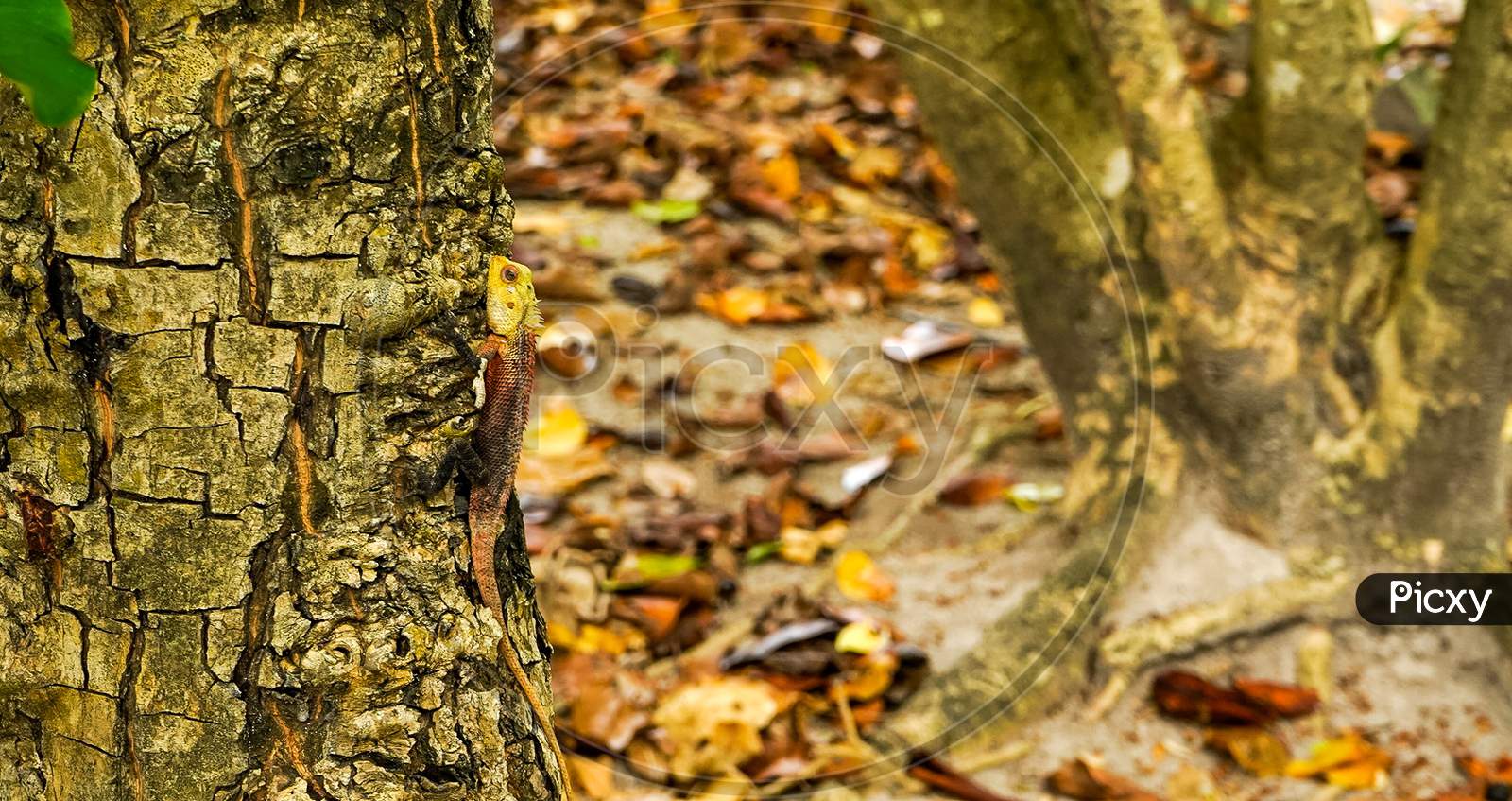 Lizard in the tree in Maldives
