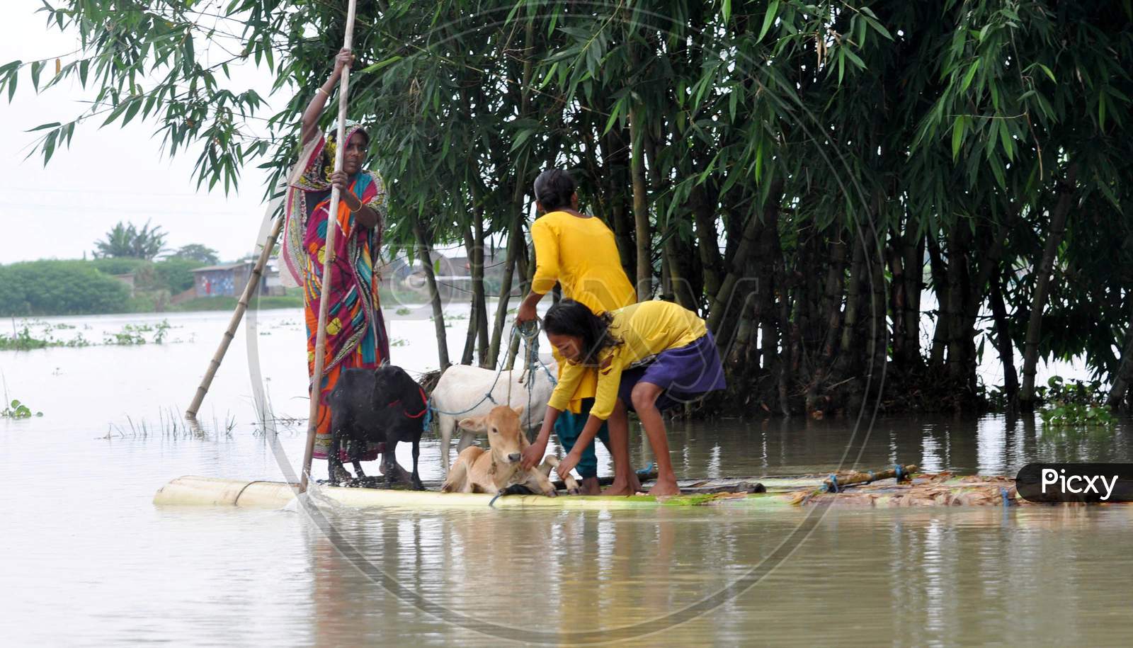 A Woman Rows A Makeshift Raft As She Transports Her Goat Through The Flood Waters In Morigaon District Of Assam On June 25,2020