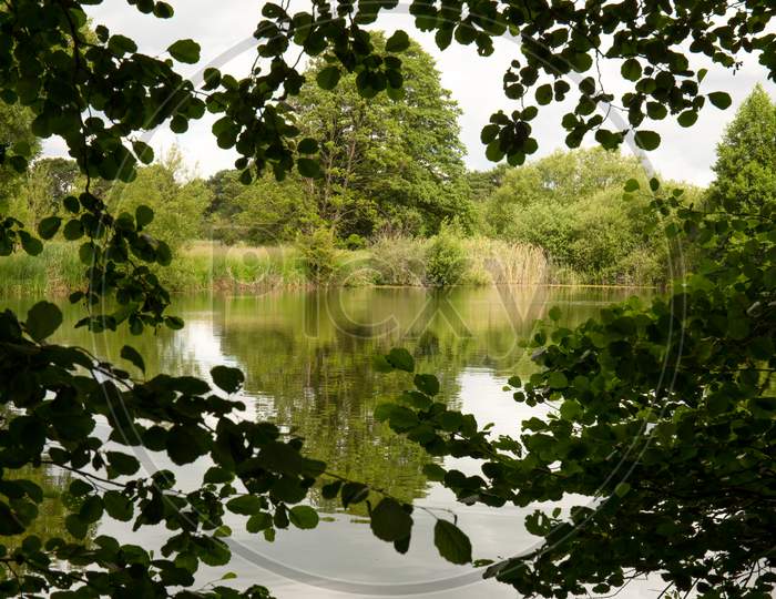 Lake Reflection Through Leaves - Spring, Summers Season In England. Concept Of Nature Hidden Delight