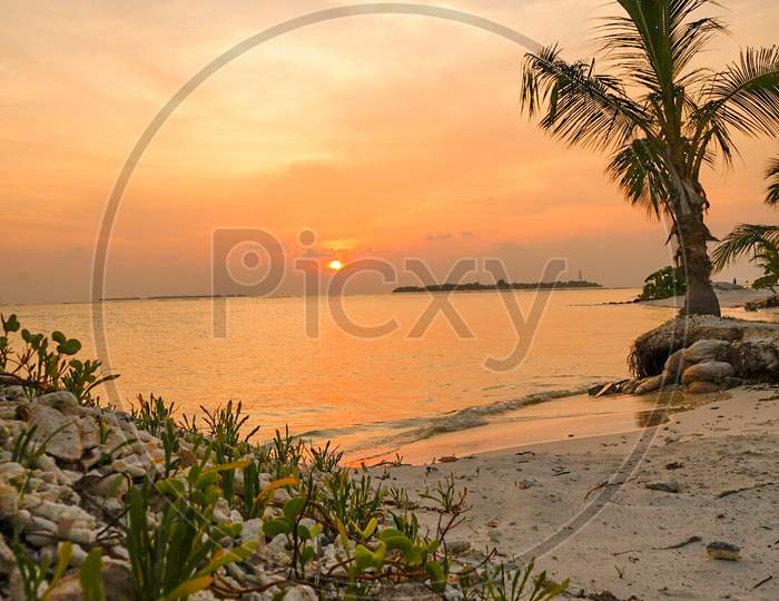 Sunset view coconut tree