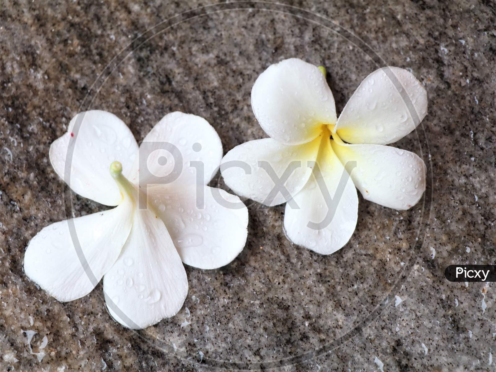 Beautiful plumeria or frangipaniu flower on granite