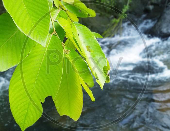 Leafy branch