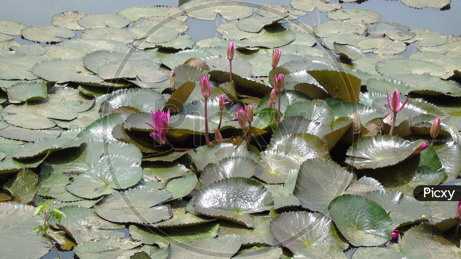 cute lotus flower